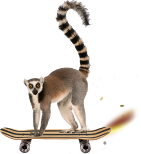 skateboarding-lemur