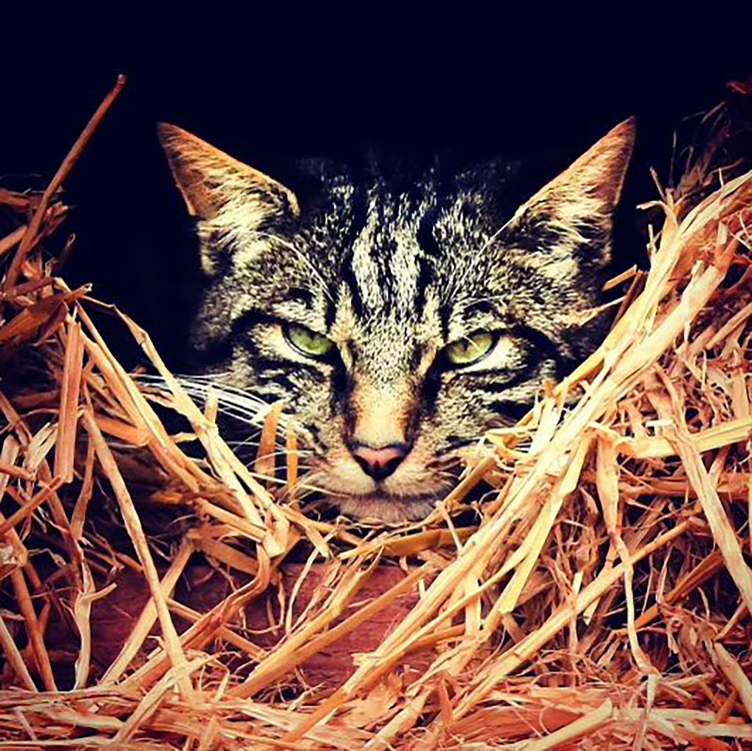 scottish wildcat 1080